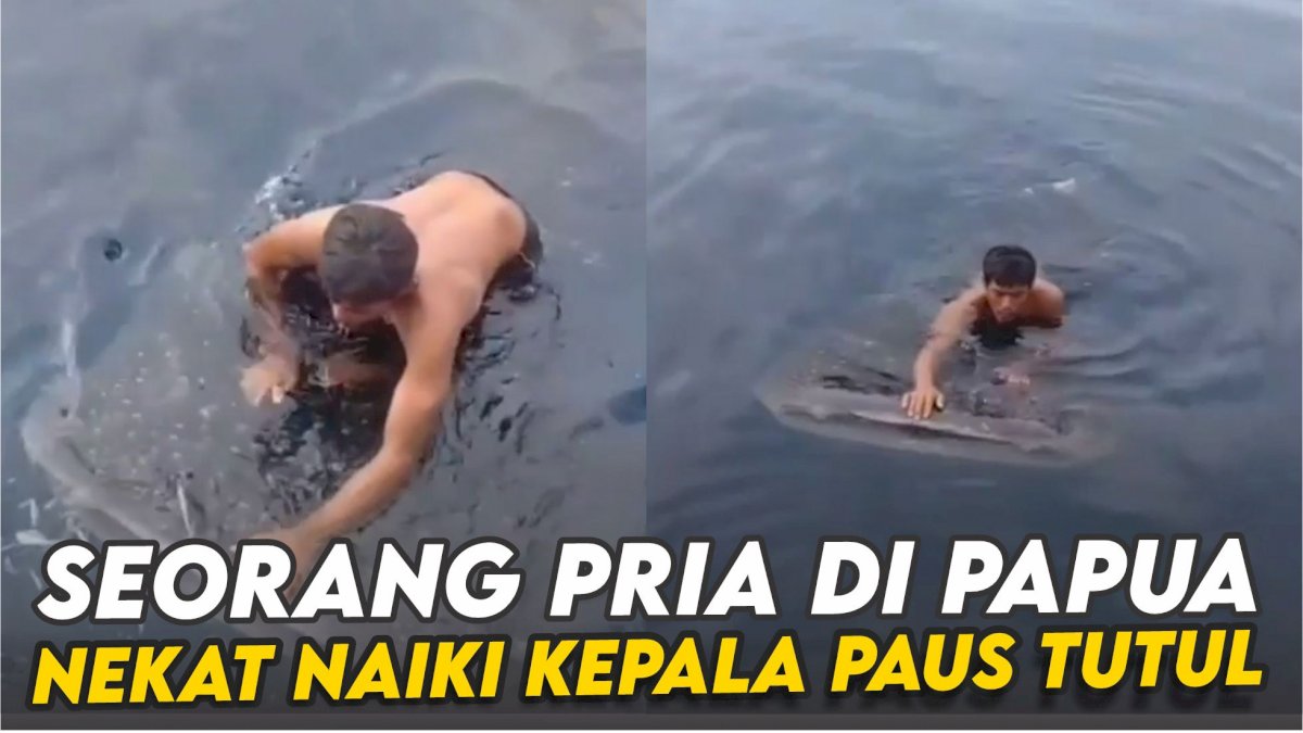 VIDEO: Viral, Seorang Pria di Papua Nekat Naiki Kepala Seekor Paus Tutul