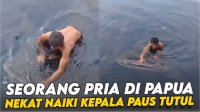 VIDEO: Viral, Seorang Pria di Papua Nekat Naiki Kepala Seekor Paus Tutul