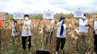 Gelar Teknologi Penyiapan Lahan Jagung di Gowa, Kamsina Harap Produksi Jagung di Gowa Semakin Meningkat
