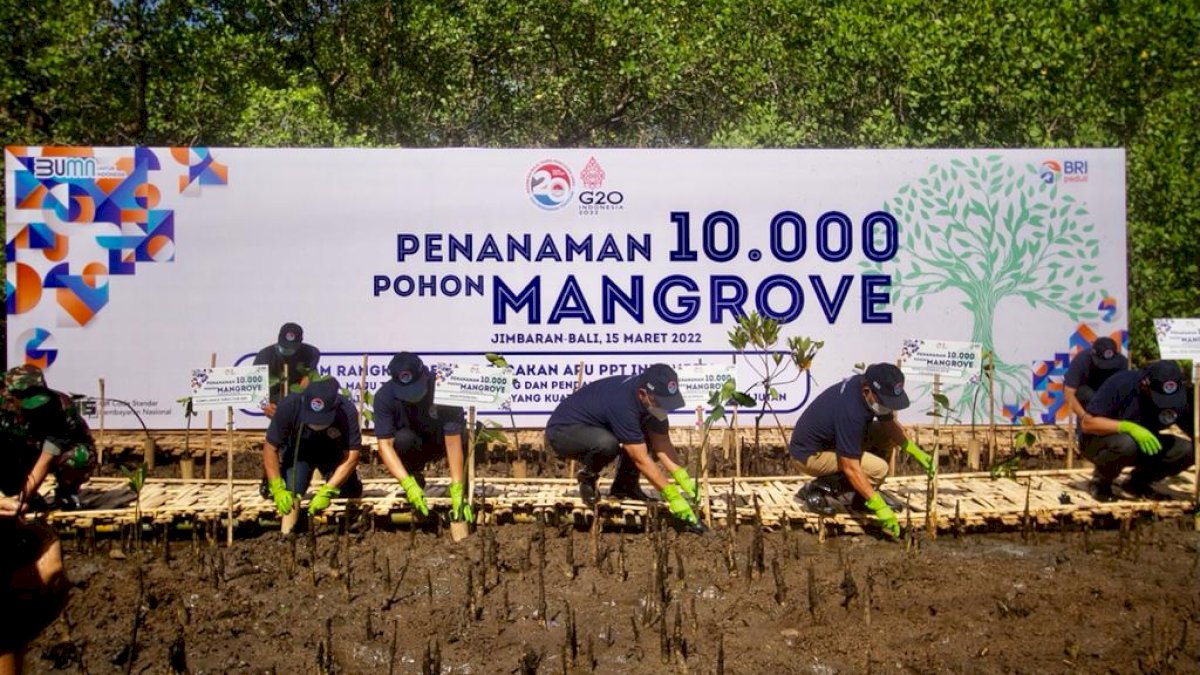 BRI dan PPATK Tanam 10 Ribu Mangrove di Bali