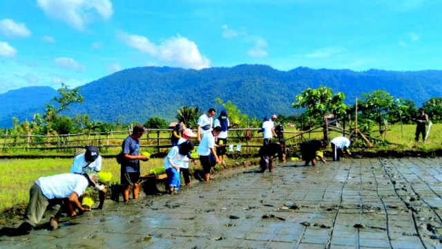 Tanam perdana padi organik yang dilakukan Pt Vale pada dua desa yaitu Desa Bahomotefe dan Bahomoahi (dok. PT Vale)