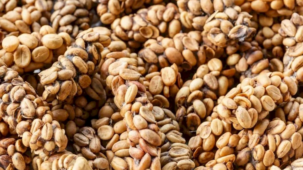 Kopi Luwak Asal Indonsia Masuk Daftar Kopi Termahal di Dunia Loh!