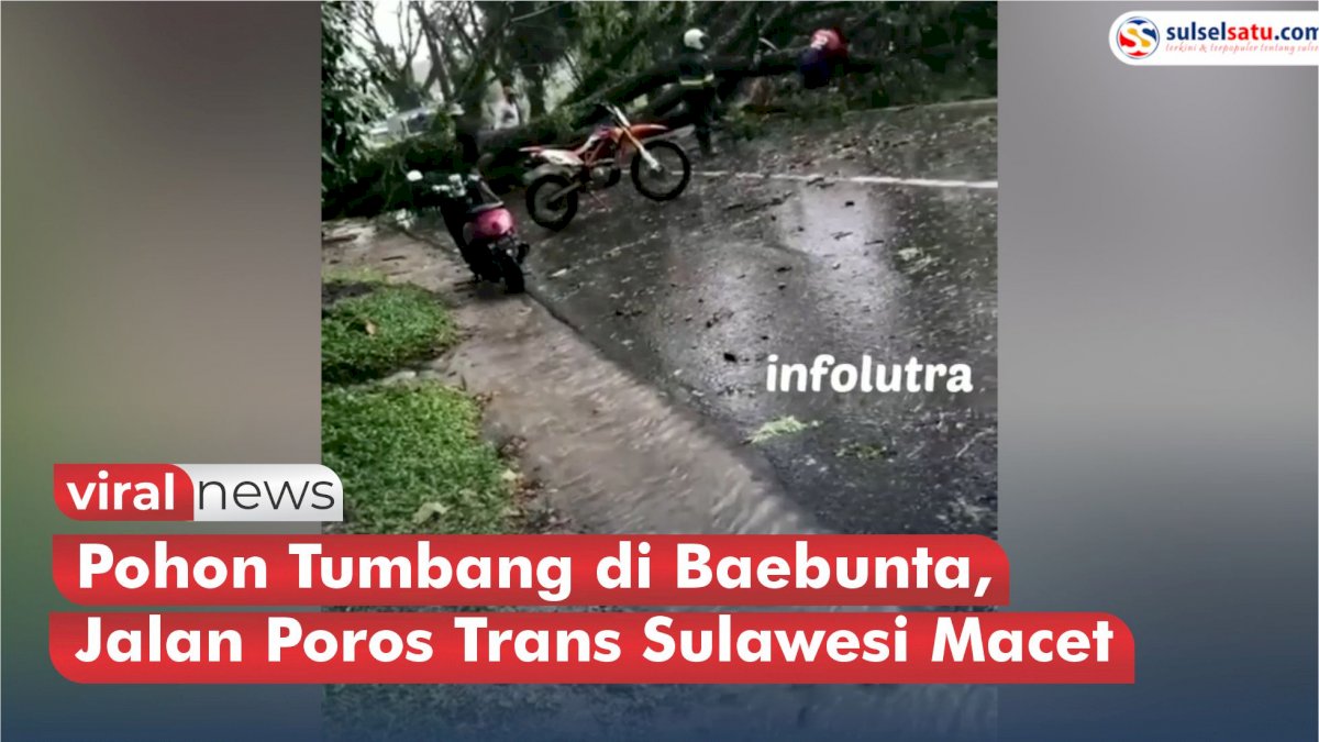 VIDEO: Pohon Tumbang di Baebunta Luwu Utara, Jalan Poros Trans Sulawesi Macet