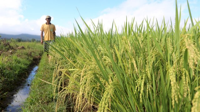 Kelompok Tani Padaidi, Desa Laskap, Kecamatan Malili telah rasakan manfaat irigasi program Pengembangan dan Pemberdayaan Masyarakat (PPM) PT Vale (dok. PT Vale)