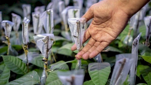 Pertanian kakao di Kabupaten Luwu Timur Sulsel (dok. PT Mars)