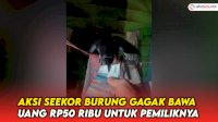 VIDEO: Aksi Seekor Burung Gagak Bawa Uang Rp50 Ribu untuk Pemiliknya