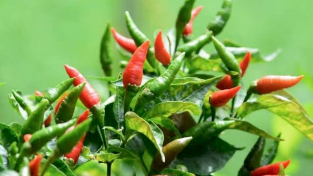 Kenaikan harga cabai mengambil andil besar dalam inflasi Sulsel pada Maret 2022 (Kampus Tani)