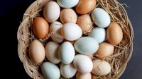 Pernah Terpikir Mengapa Warna Telur Ayam Berbeda? Begini Penjelasannya