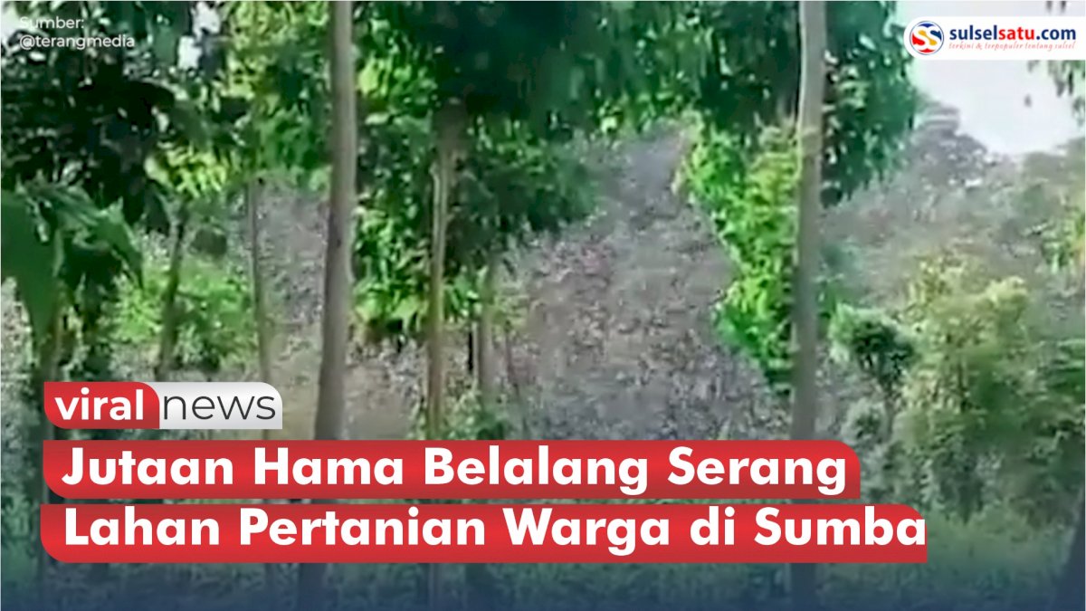 VIDEO: Detik-detik Jutaan Hama Belalang Serang Lahan Pertanian Warga di Sumba