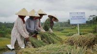 Pembiayaan Ultra Mikro Selamatkan Petani dari Jeratan Rentenir