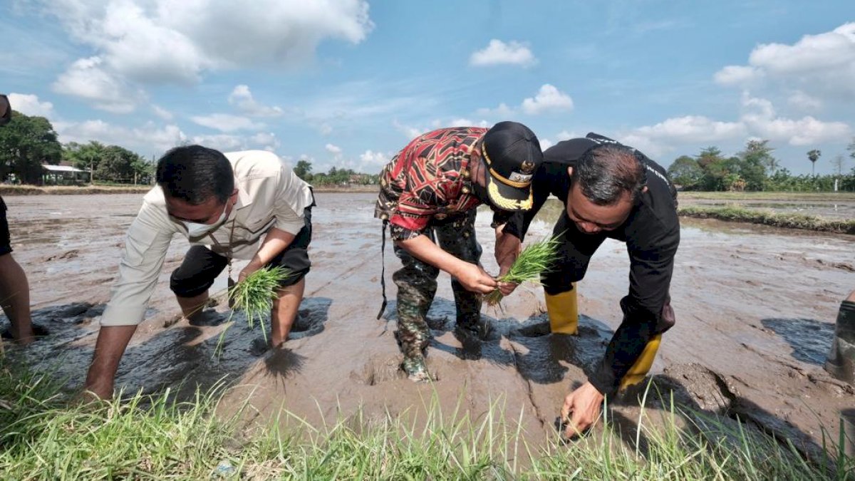 Tingkatkan Hasil Produksi Petani, Pemkab Gowa Garap Budidaya Padi Organik di Enam Desa   