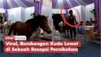 VIDEO: Viral, Rombongan Kuda Lewat di Sebuah Resepsi Pernikahan