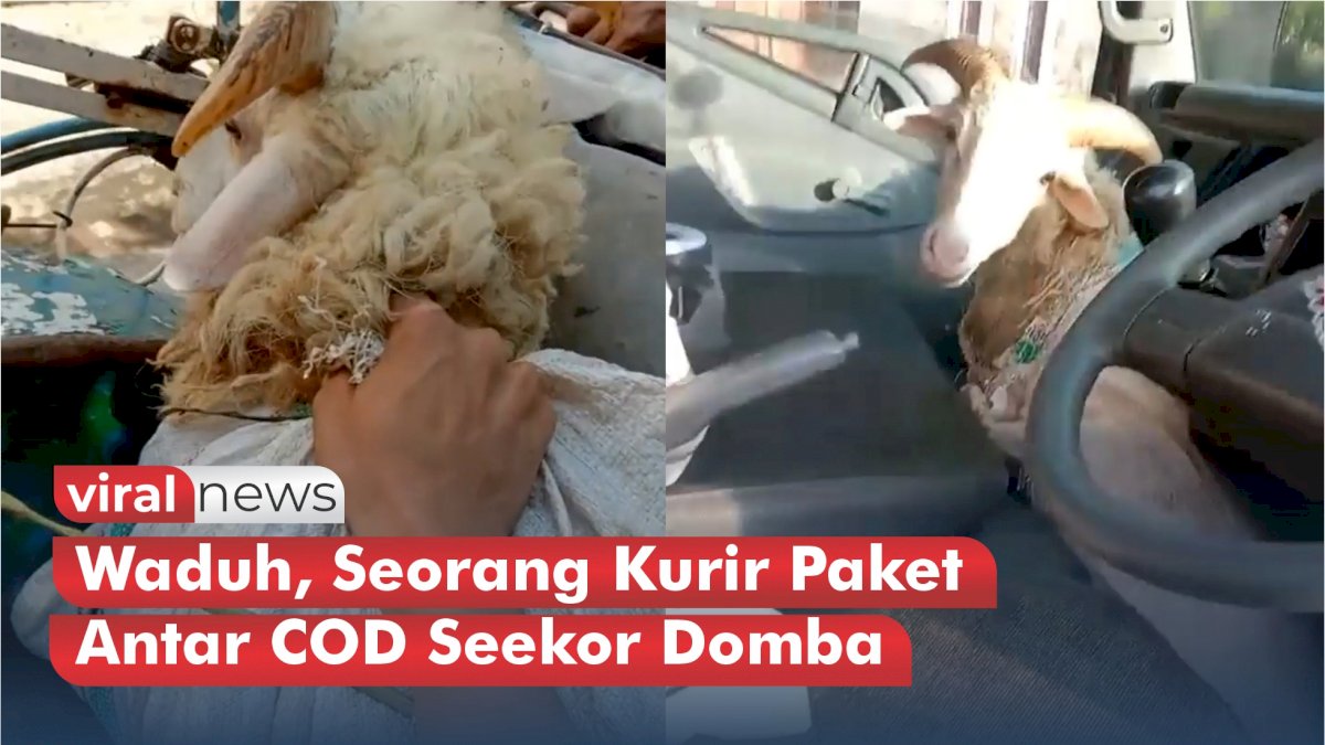 VIDEO: Waduh, Seorang Kurir Paket Antar COD Seekor Domba