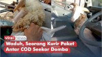 VIDEO: Waduh, Seorang Kurir Paket Antar COD Seekor Domba