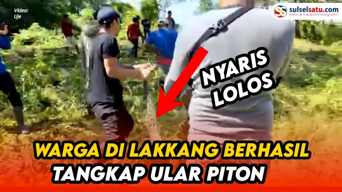 VIDEO: Detik-detik Warga di Lakkang Caddi Berhasil Tangkap Ular Piton