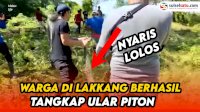 VIDEO: Detik-detik Warga di Lakkang Caddi Berhasil Tangkap Ular Piton