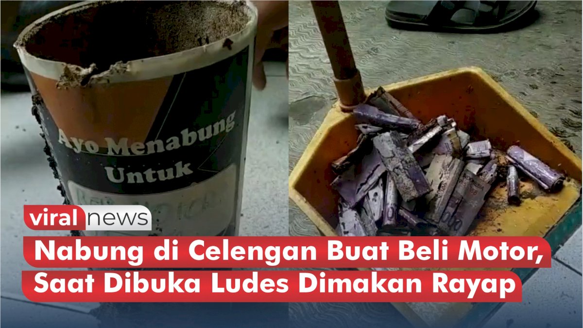 VIDEO: Nabung di Celengan Buat Beli Motor, Saat Dibuka Ludes Dimakan Rayap