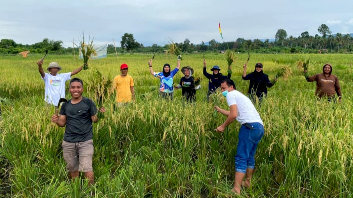 Panen Perdana SRI Organik di Blok Bahodopi, PT Vale Merawat Keberlanjutan untuk Masa Depan