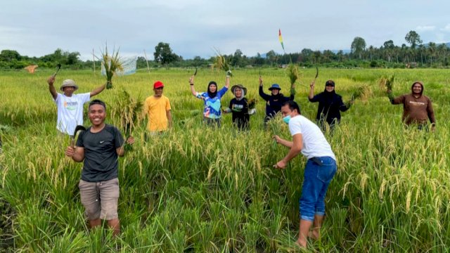 Panen perdana SRI Organik di Blok Bahodopi (dok. PT Vale)