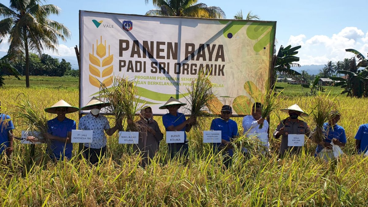SRI Organik PT Vale, Harapan Baru Pertanian Produktif dan Ramah Lingkungan di Pomalaa
