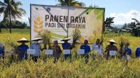 SRI Organik PT Vale, Harapan Baru Pertanian Produktif dan Ramah Lingkungan di Pomalaa