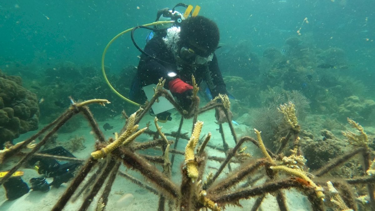 Hidupkan Kembali Surga Bawah Laut di Selat Makassar, PLN Transplantasi Karang di Pulau Samalona