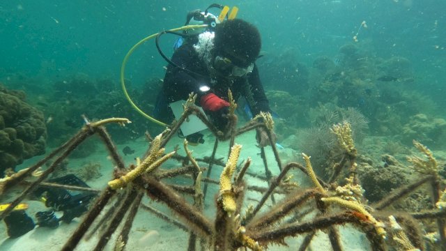 Transplantasi terumbu karang di Pulau Samalona oleh PLN UIW Sulselrabar (dok. PLN)