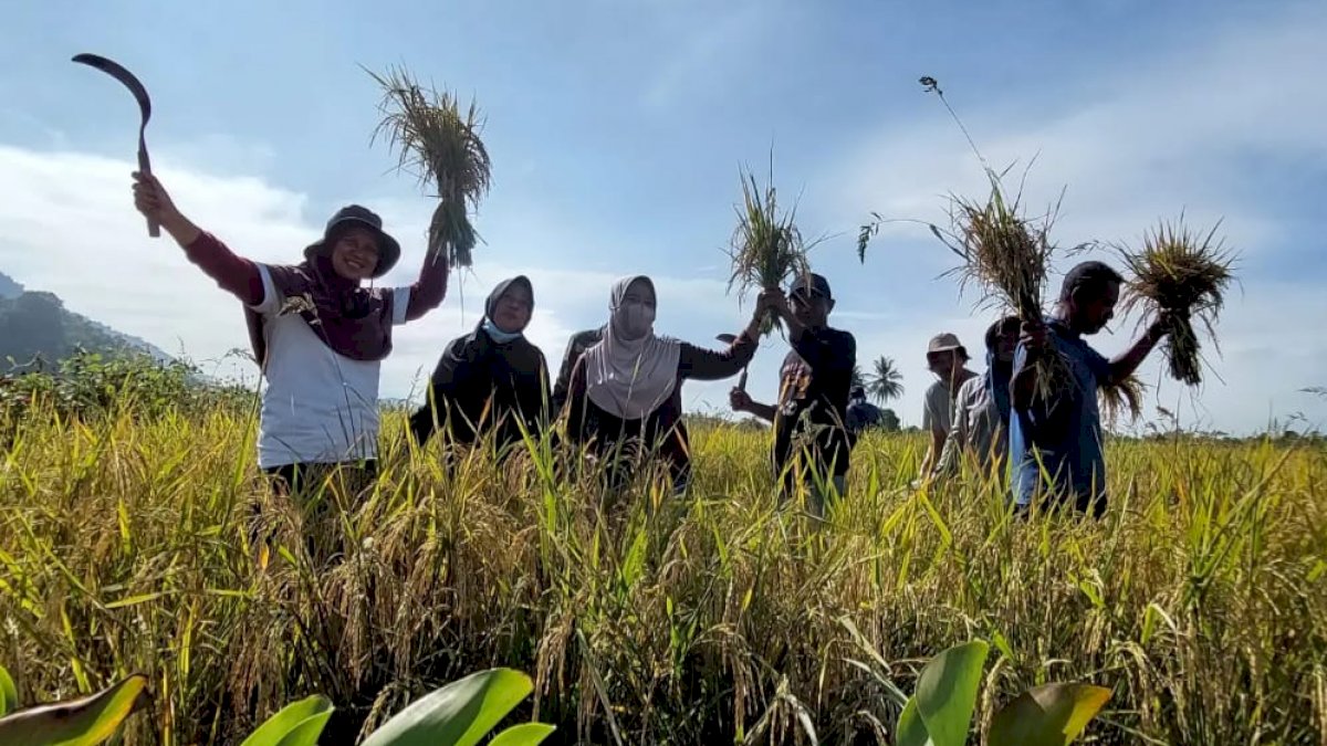 Petani Binaan PT Vale Kembali Panen Beras SRI Organik