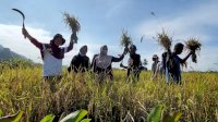 Petani Binaan PT Vale Kembali Panen Beras SRI Organik