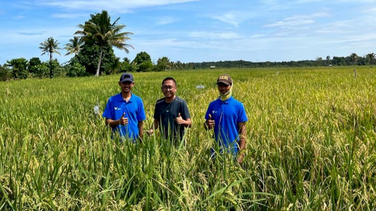 Didukung PT Vale, Milenial Pomalaa Melek Pertanian Organik