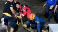 Ular Piton 7 Meter Dievakuasi Damkar Makassar di Jalan Adipura
