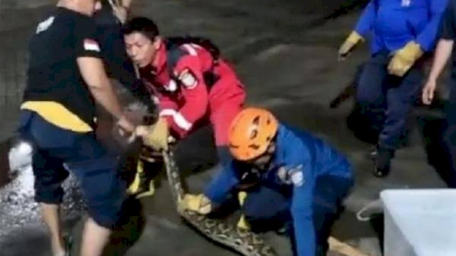 Ular piton sepanjang 7 meter dievakuasi Damkar Makassar di Jalan Adipura Makassar (ist)
