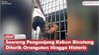 VIDEO: Detik-detik Seorang Pengunjung Kebun Binatang Ditarik Orangutan Hingga Histeris