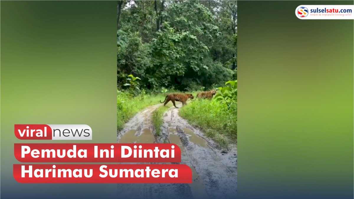 VIDEO: Pemuda Ini Diintai Harimau Sumatera saat Berada di Taman Nasional Kerinci