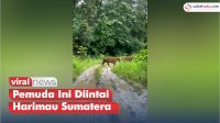 VIDEO: Pemuda Ini Diintai Harimau Sumatera saat Berada di Taman Nasional Kerinci