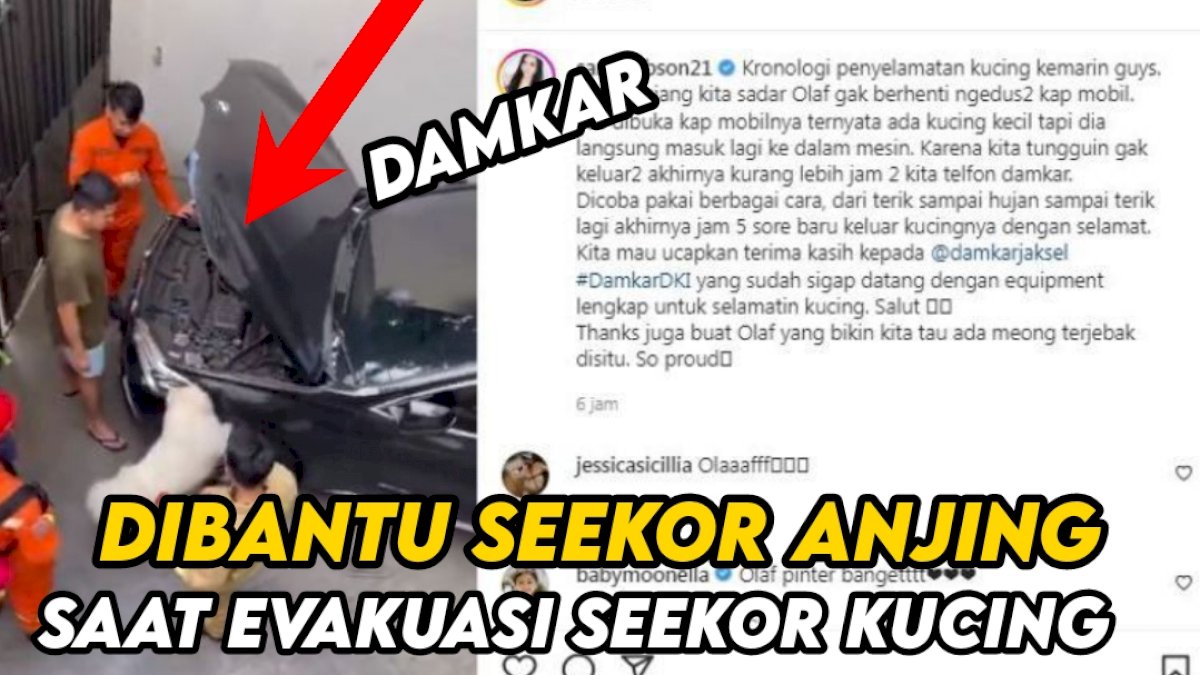 VIDEO: Damkar Dibantu Seekor Anjing Olaf saat Evakuasi Kucing dari Dalam Kap Mobil