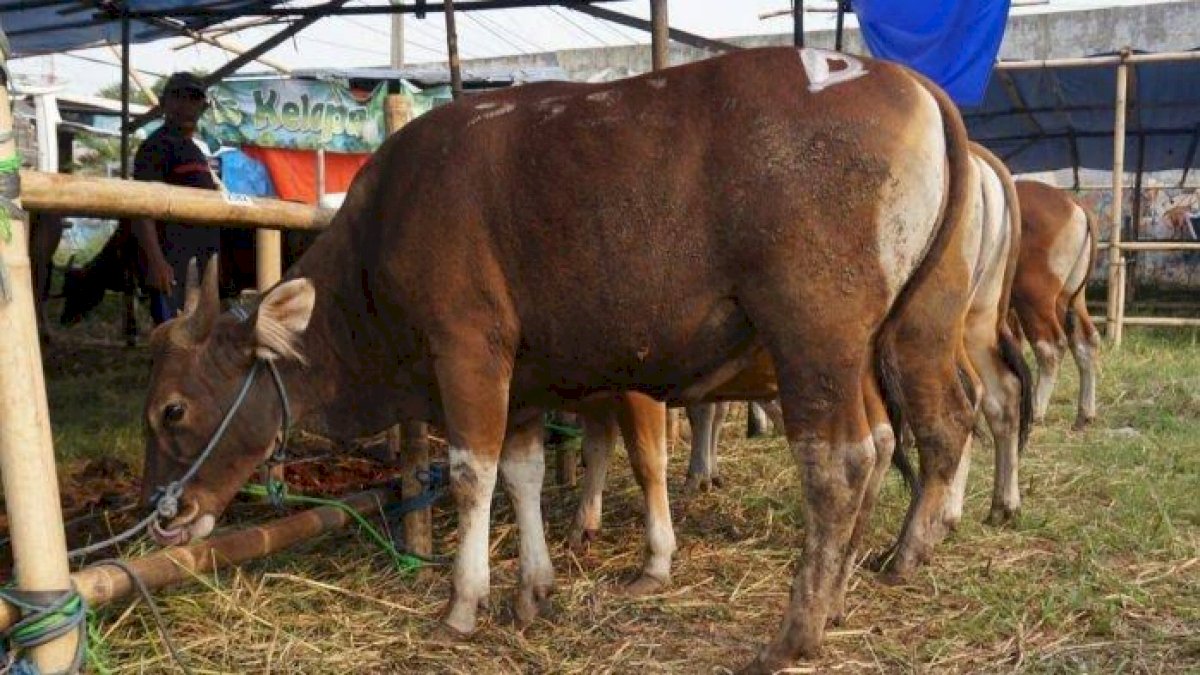 Gubernur Sulsel Andi Sudirman Kurban 9 Ekor Sapi Tahun Ini