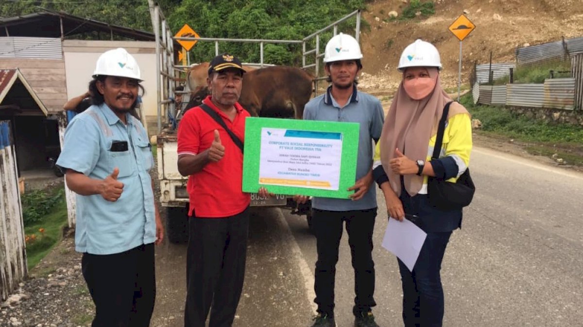 Rayakan Idul Adha 1443 H, PT Vale Salurkan 26 Sapi untuk Desa di Blok Bahodopi dan Blok Pomalaa