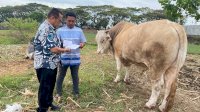 Presiden Jokowi Kurban Sapi di Kabupaten Selayar, Beratnya 1 Ton