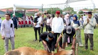Hasil Patungan, Jajaran Polres Jeneponto Kurban 46 Ekor Sapi