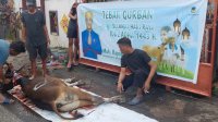 Rapsel Ali Kurban 14 Ekor Sapi di Dapil Sulsel Satu