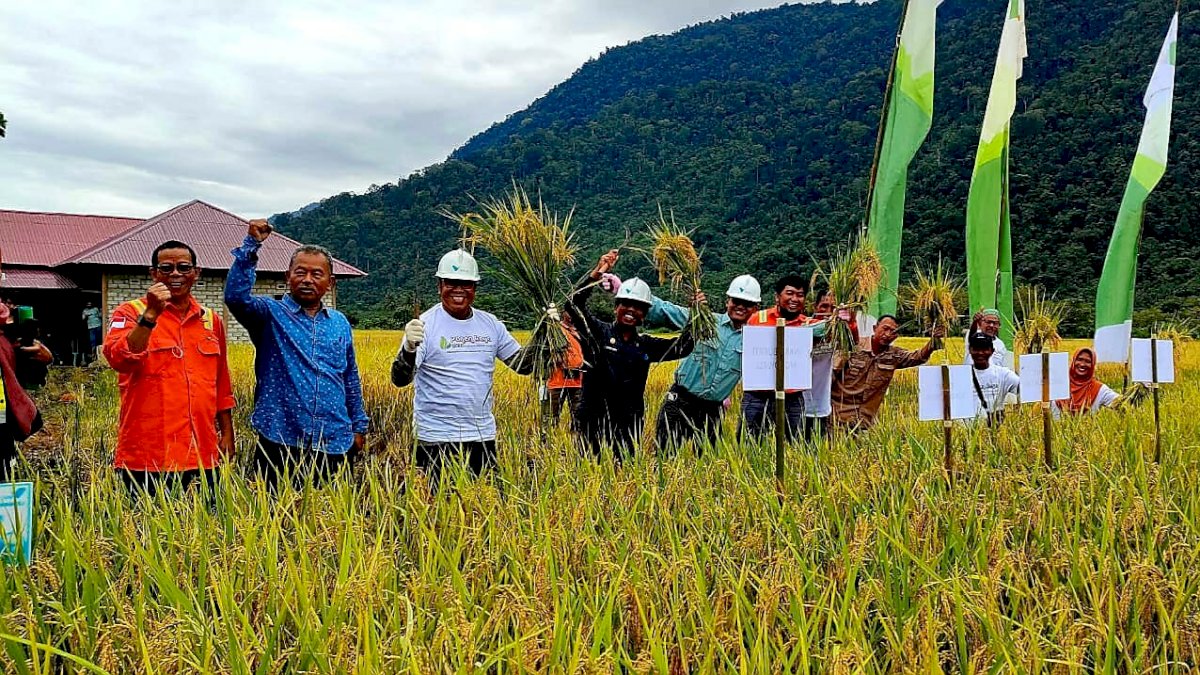 Penerapan Padi SRI Organik Semakin Luas, Petani Binaan PT Vale di Morowali Lakukan Panen Raya