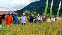 Penerapan Padi SRI Organik Semakin Luas, Petani Binaan PT Vale di Morowali Lakukan Panen Raya