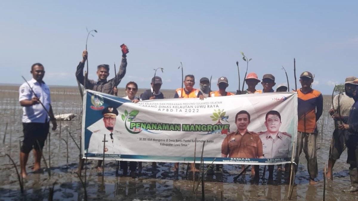 DKP Sulsel Tanam 38 Ribu Batang Mangrove di Lutim