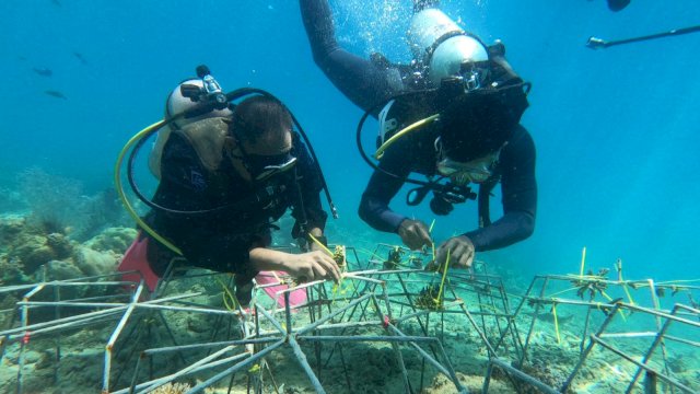 Melalui program TJSL, PLN berikan bantuan dana untuk rehabilitasi terumbu karang di Pulau Samalona (dokumen: PLN UIW Sulselrabar)
