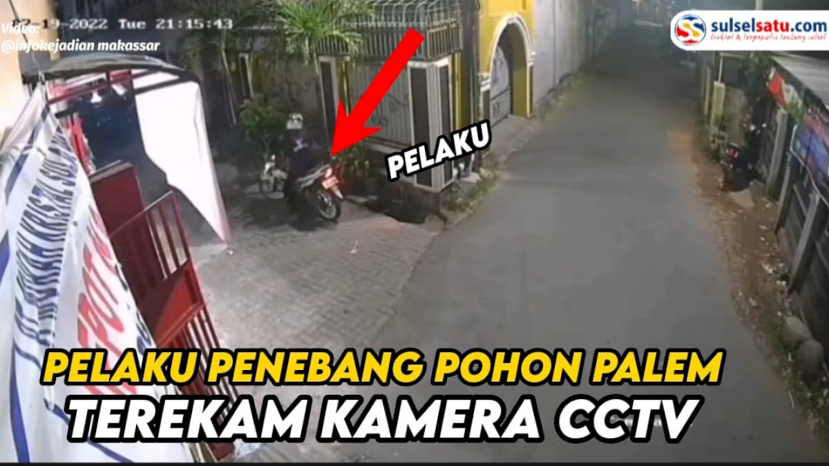 VIDEO: Pohon Palem di Makassar Ditebang OTK, Aksinya Terekam CCTV