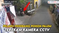 VIDEO: Pohon Palem di Makassar Ditebang OTK, Aksinya Terekam CCTV
