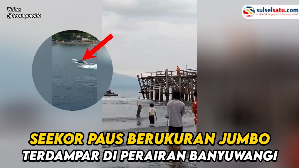 VIDEO: Seekor Paus Berukuran Jumbo Terdampar di Perairan Banyuwangi, Nelayan Berusaha Tarik ke Tengah Laut