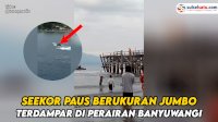 VIDEO: Seekor Paus Berukuran Jumbo Terdampar di Perairan Banyuwangi, Nelayan Berusaha Tarik ke Tengah Laut