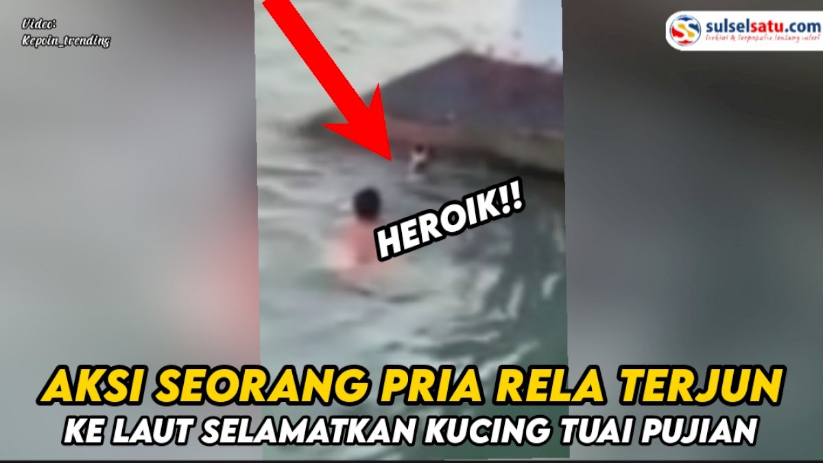 VIDEO: Aksi Seorang Pria RelaTerjun ke Laut Selamatkan Kucing Tuai Pujian